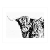 Highland bull (Print Only) thumbnail
