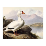 White Duck on the Lake Shore Vintage Painting (Print Only) thumbnail