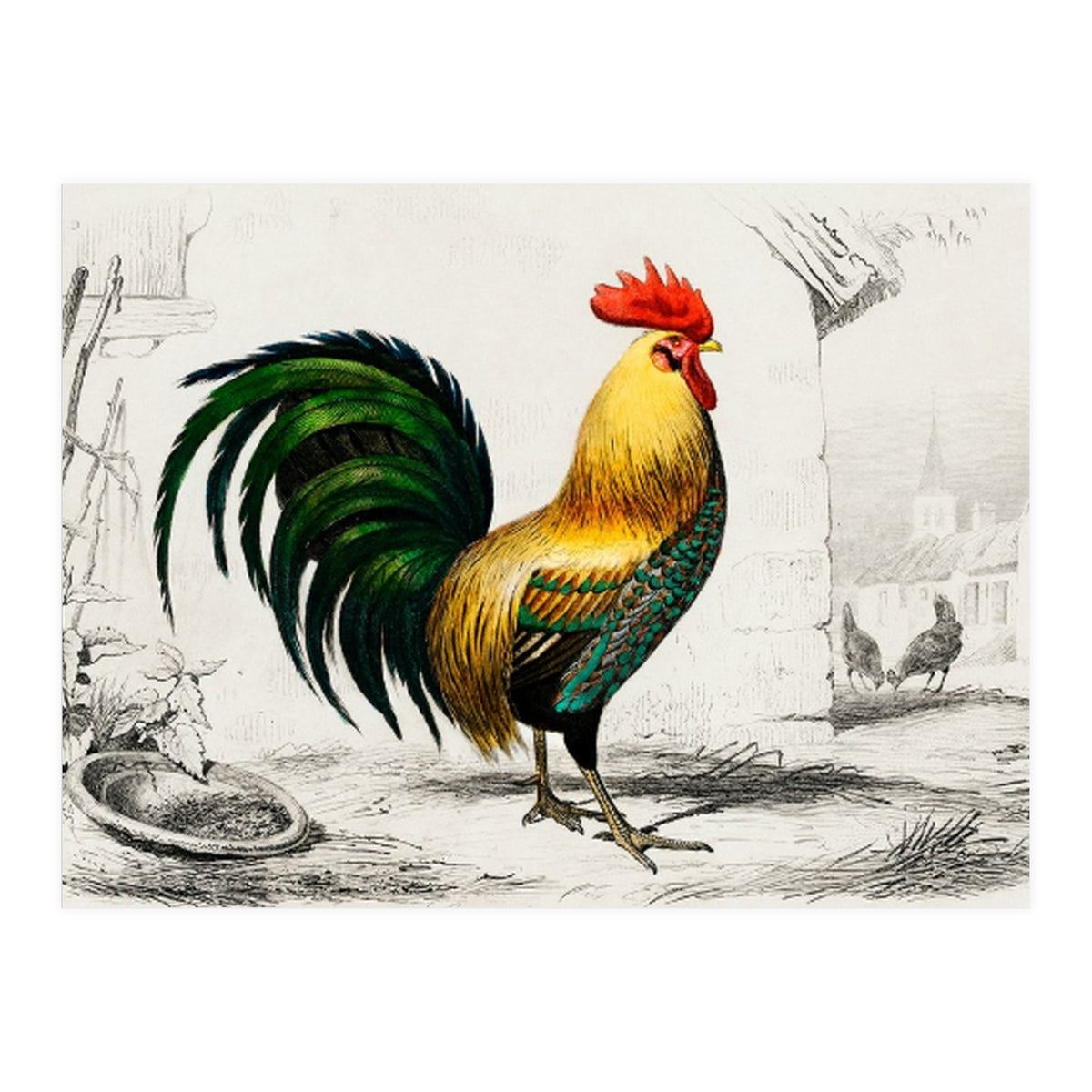 Cock illustrated (Print Only)
