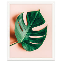 Monstera Shadow