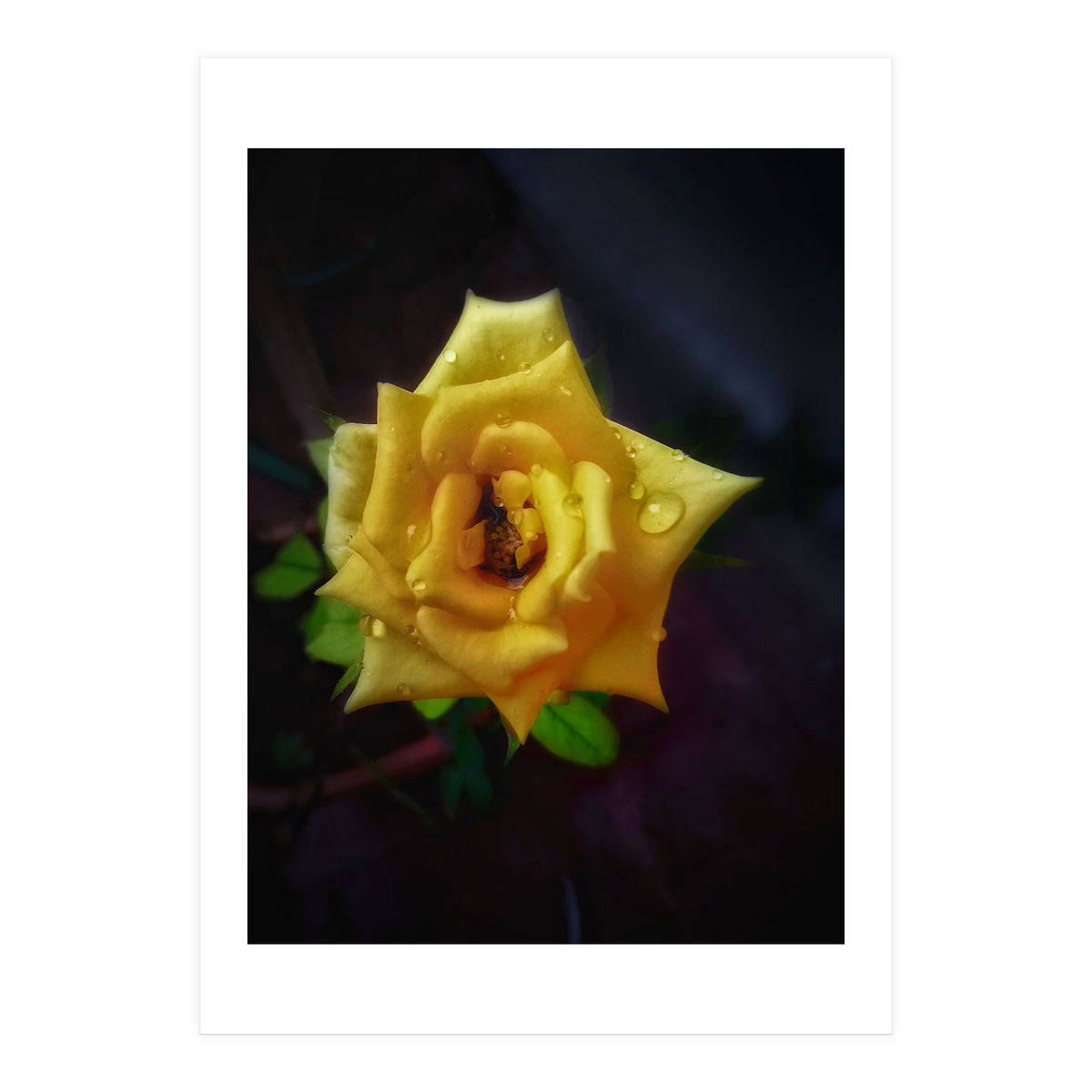 Yellow Flora (Print Only)