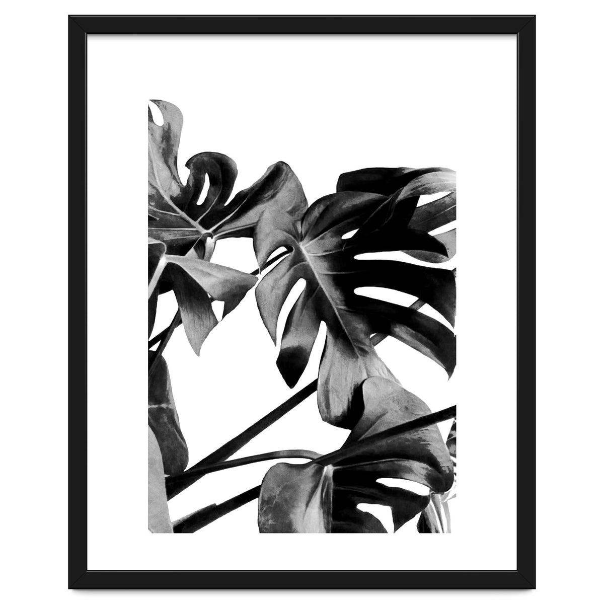 Monstera Black And White 06