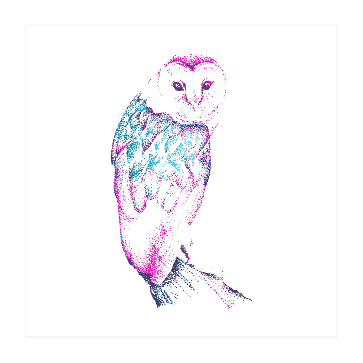 Barn Owl Pinquoise (Print Only)