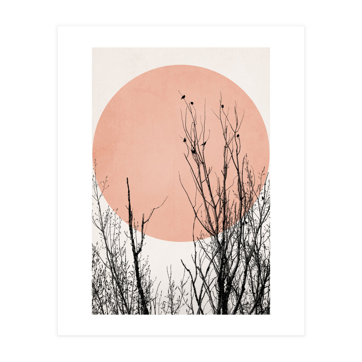 Sunset Dreams Rose (Print Only)