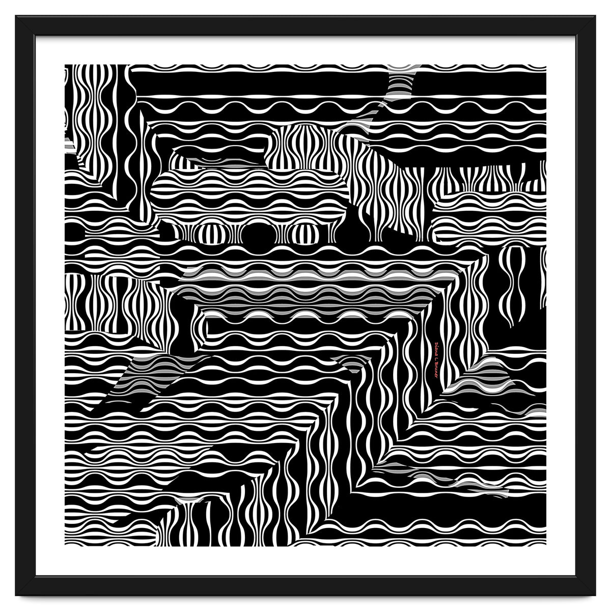 BLACK AND WHITE EXOTIC