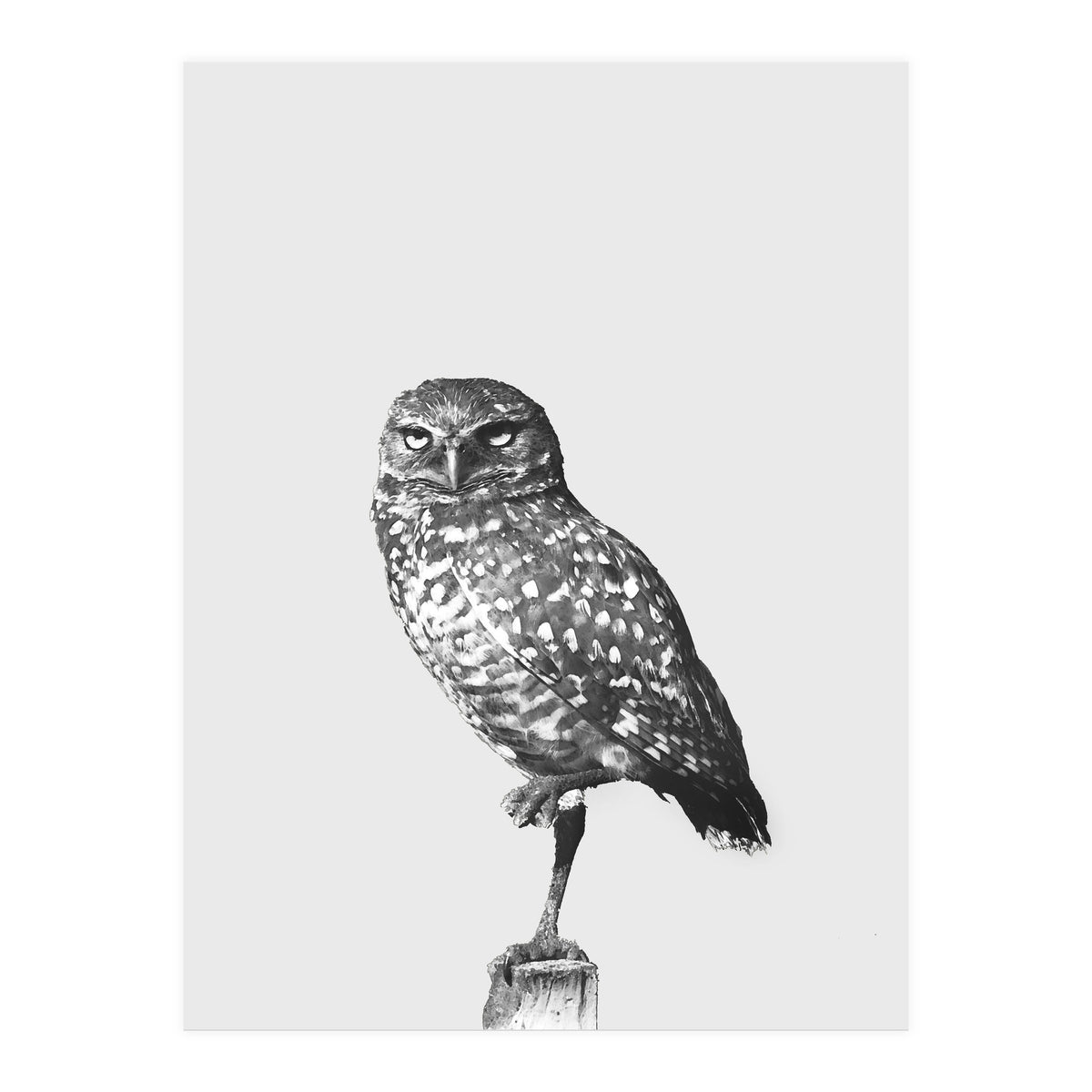 civetta (Print Only)