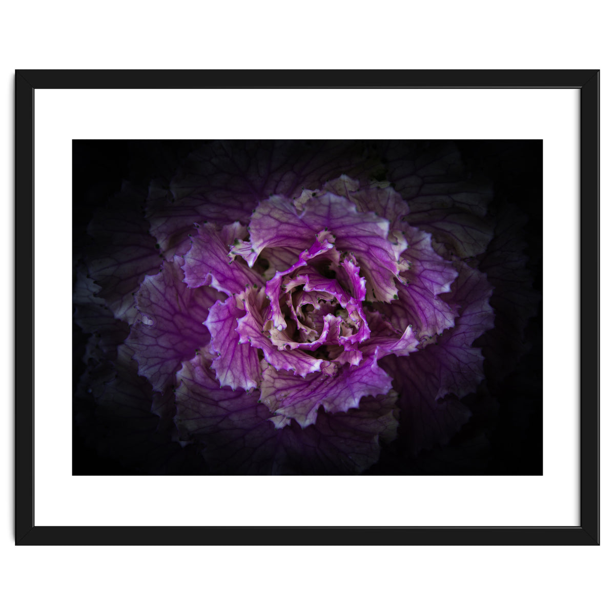 Backyard Flowers No 42 Color Version