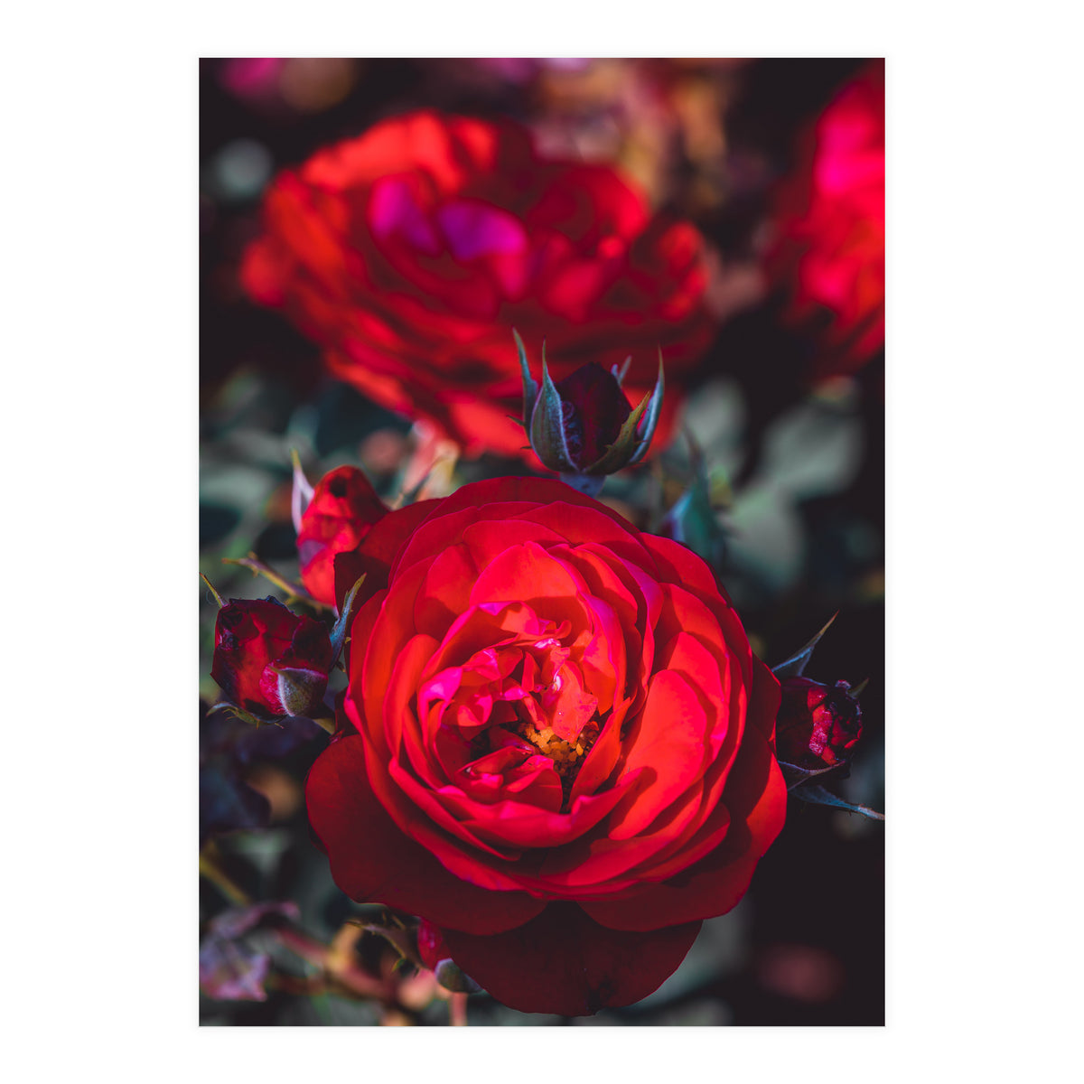 Dark Red (Print Only)