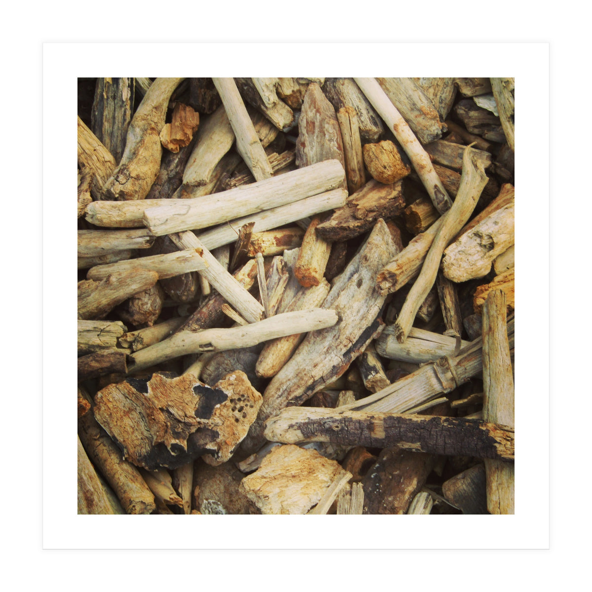Driftwood (Print Only)