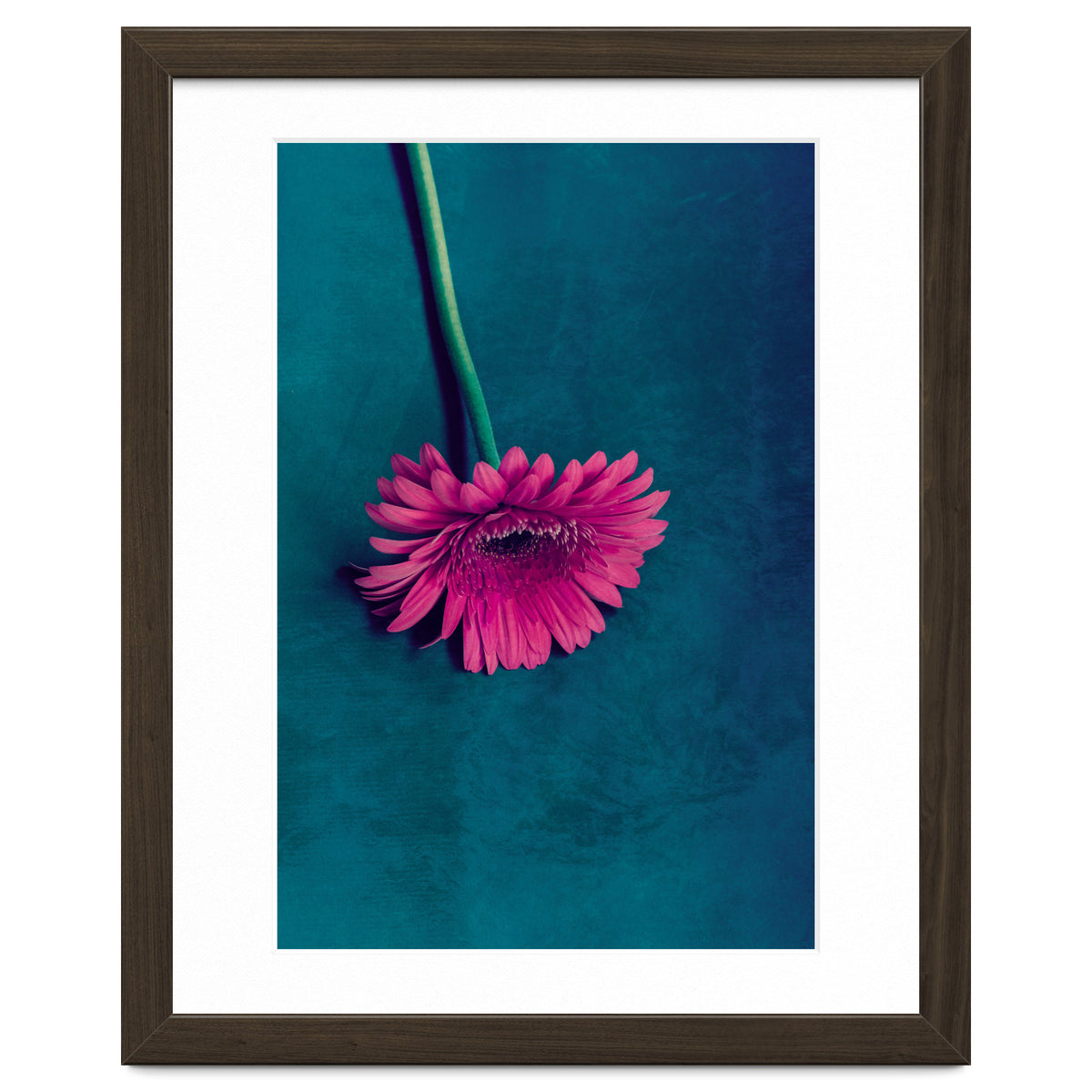 Gerbera for love
