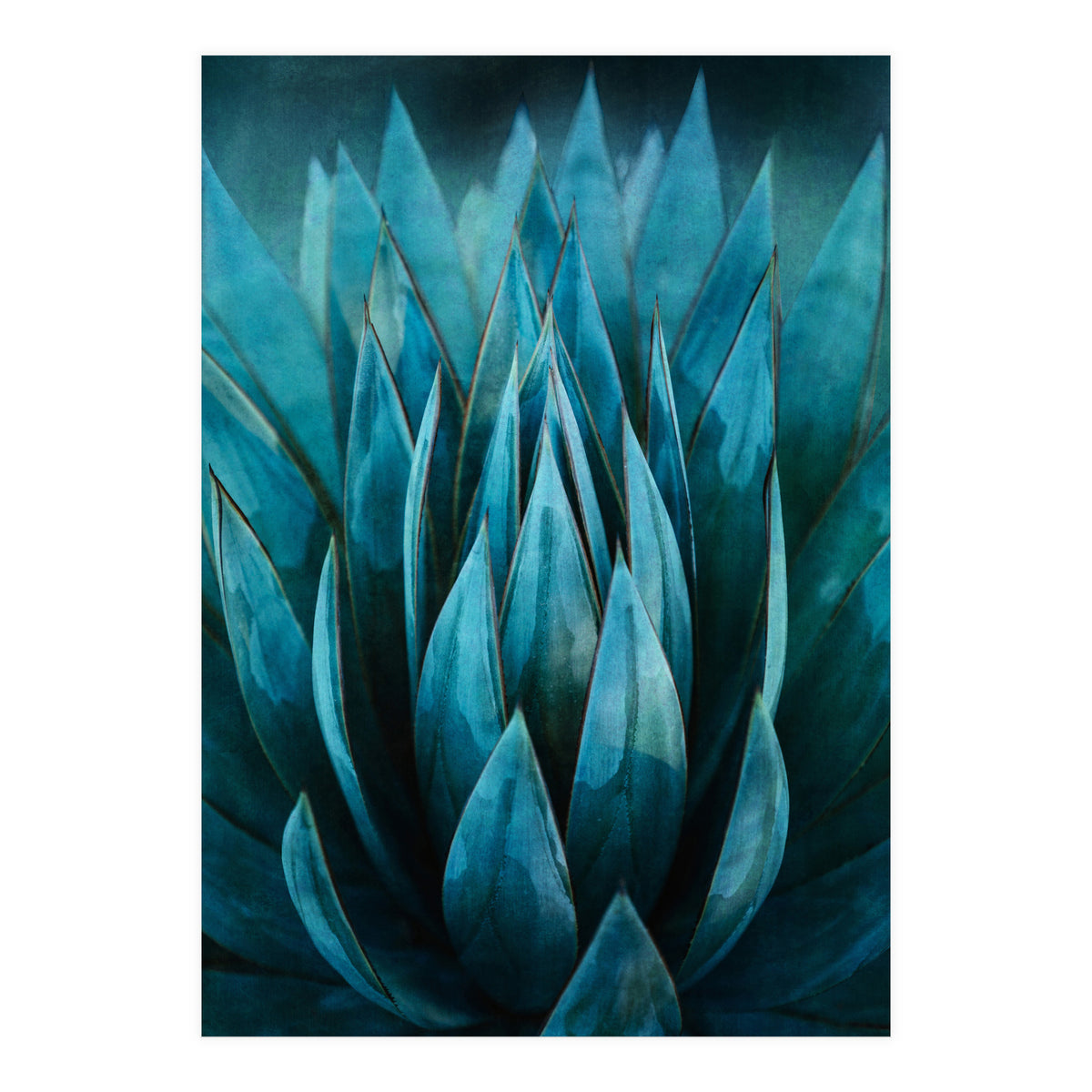Blue Succulent (Print Only)
