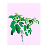 Ficus on Pink Background (Print Only) thumbnail
