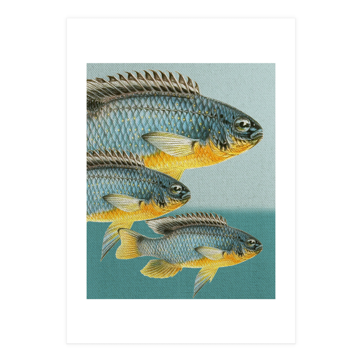 Fish Classic Designs 12 (Print Only)