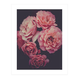 Dreamy Roses (Print Only) thumbnail