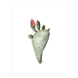 Botanical Illustration Cactus Flowers (Print Only) thumbnail