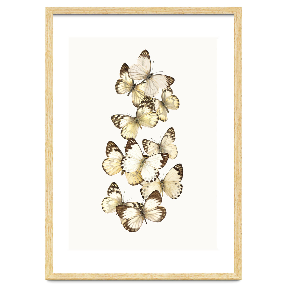 Cc Butterflies 01
