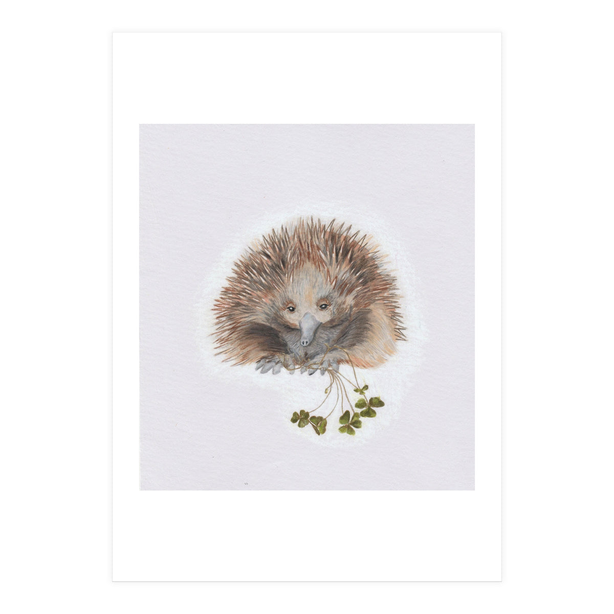 Echidna - Australian Animal Series (Print Only)
