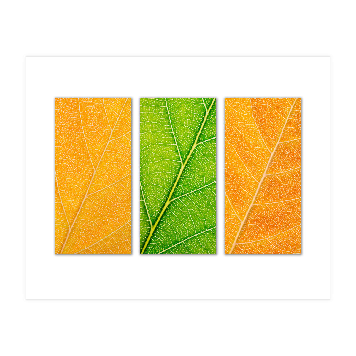 Autumn Leaves (Print Only)