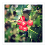 Holly berries  (Print Only) thumbnail