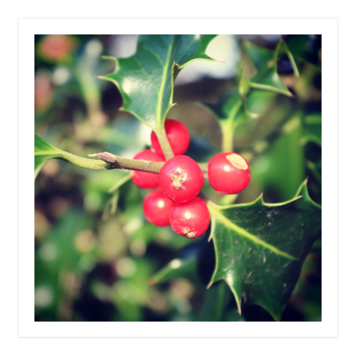 Holly berries  (Print Only)