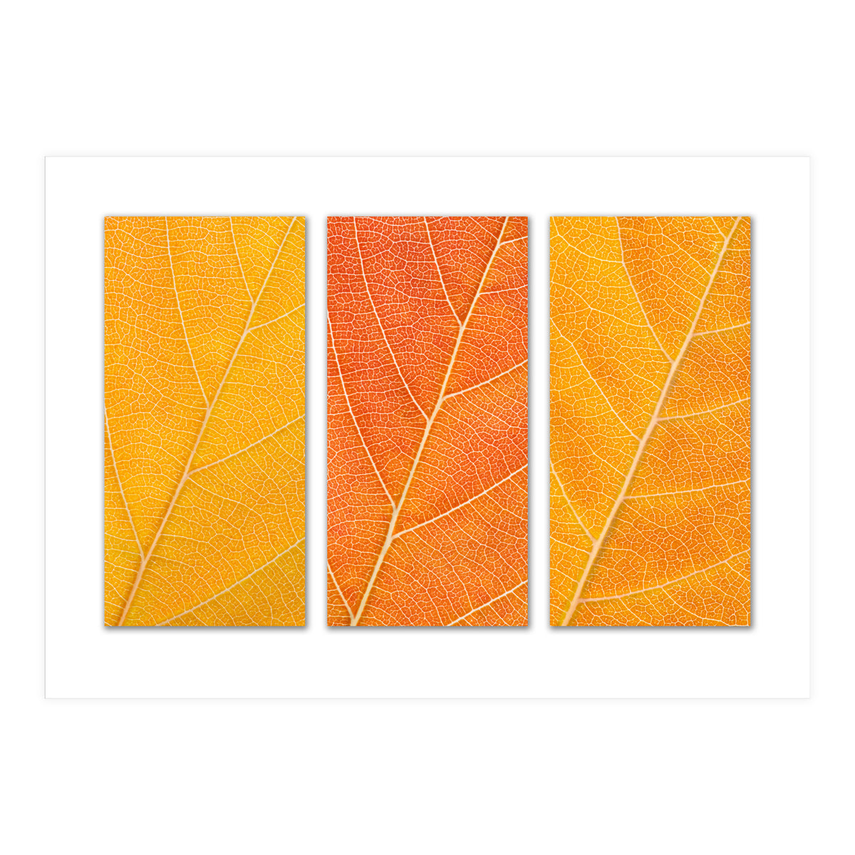 Autumn Leaves (Print Only)