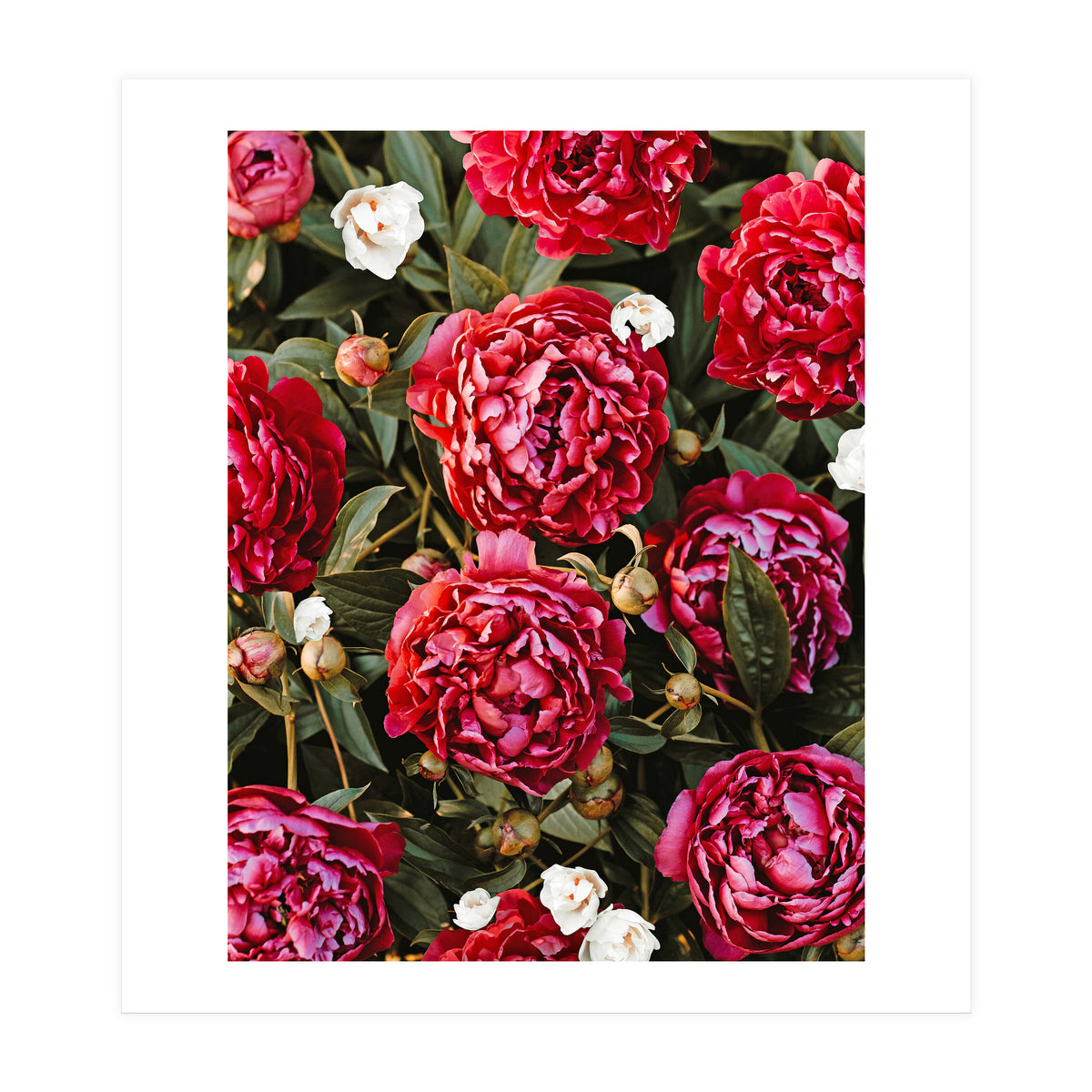 Blossom Love (Print Only)