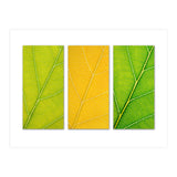 Autumn Leaves (Print Only) thumbnail