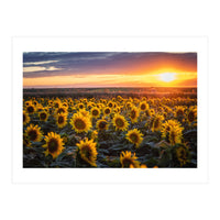 Sunflowers at Sunset (Print Only)
