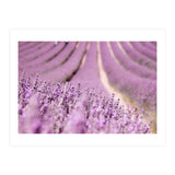 Lavender Happiness (Print Only) thumbnail