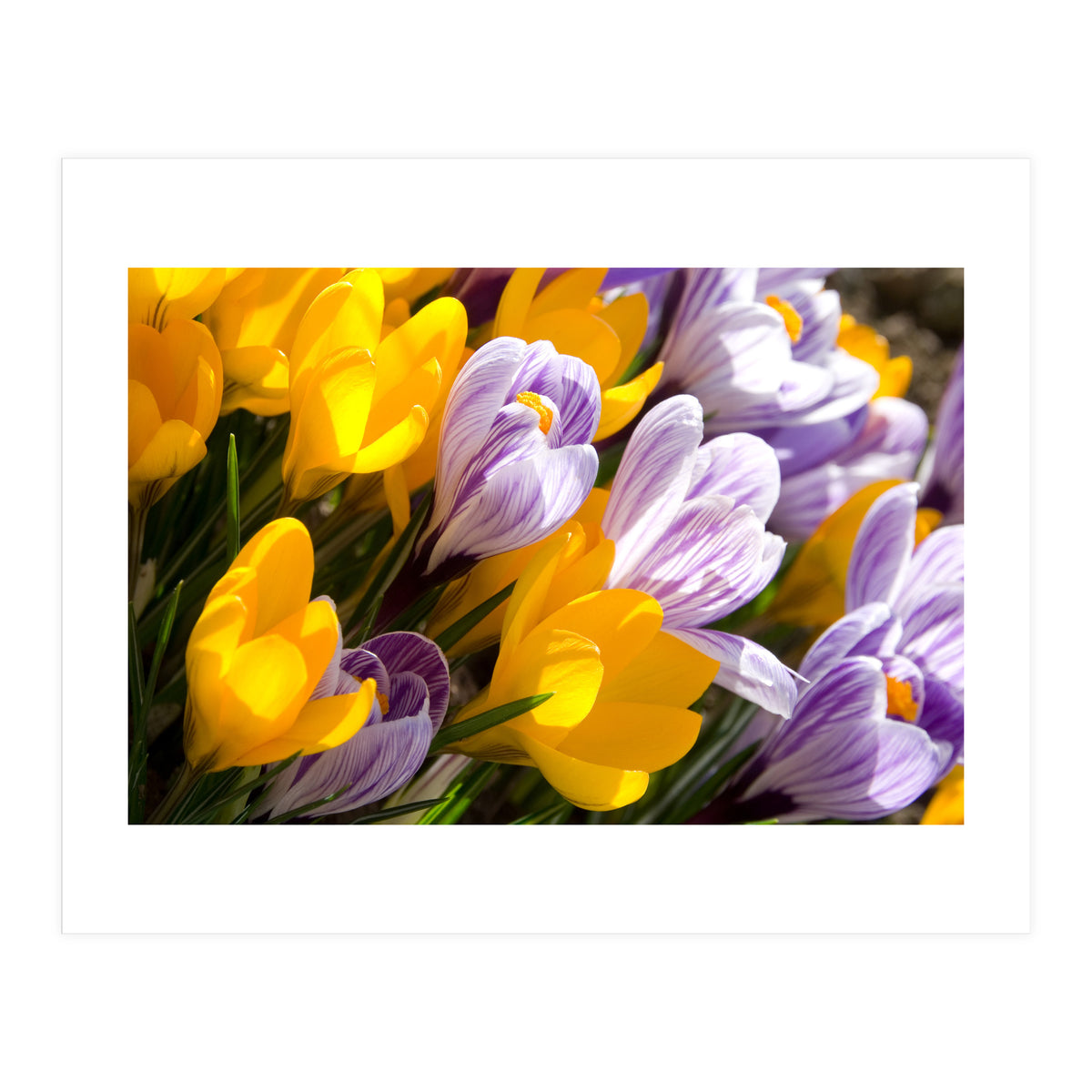 Spring (Print Only)