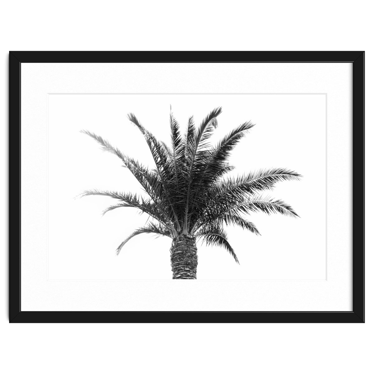 Palm Tree