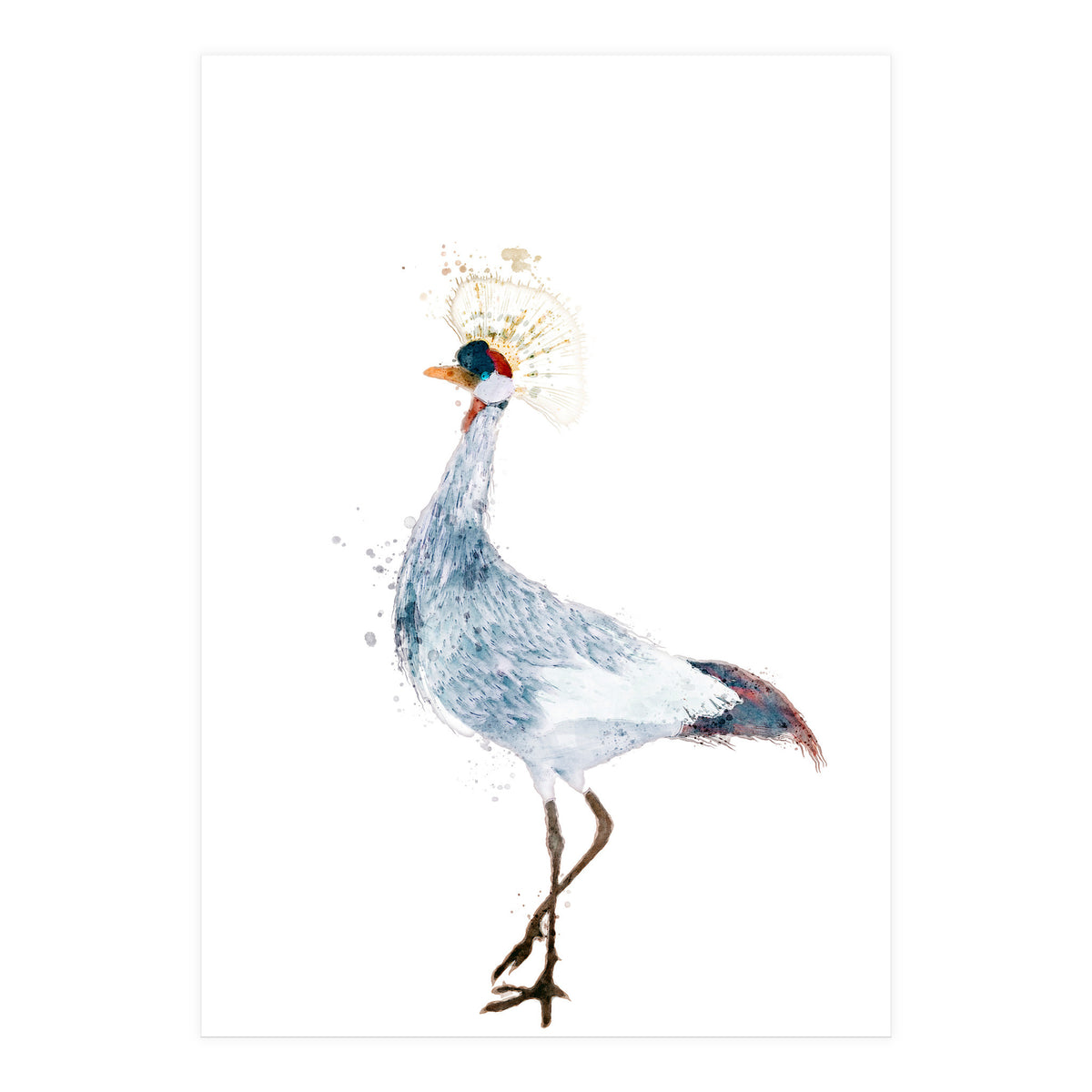 Watercolor Grey Crowned Crane (Print Only)