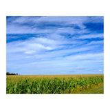 Illinois Cornfield (Print Only) thumbnail