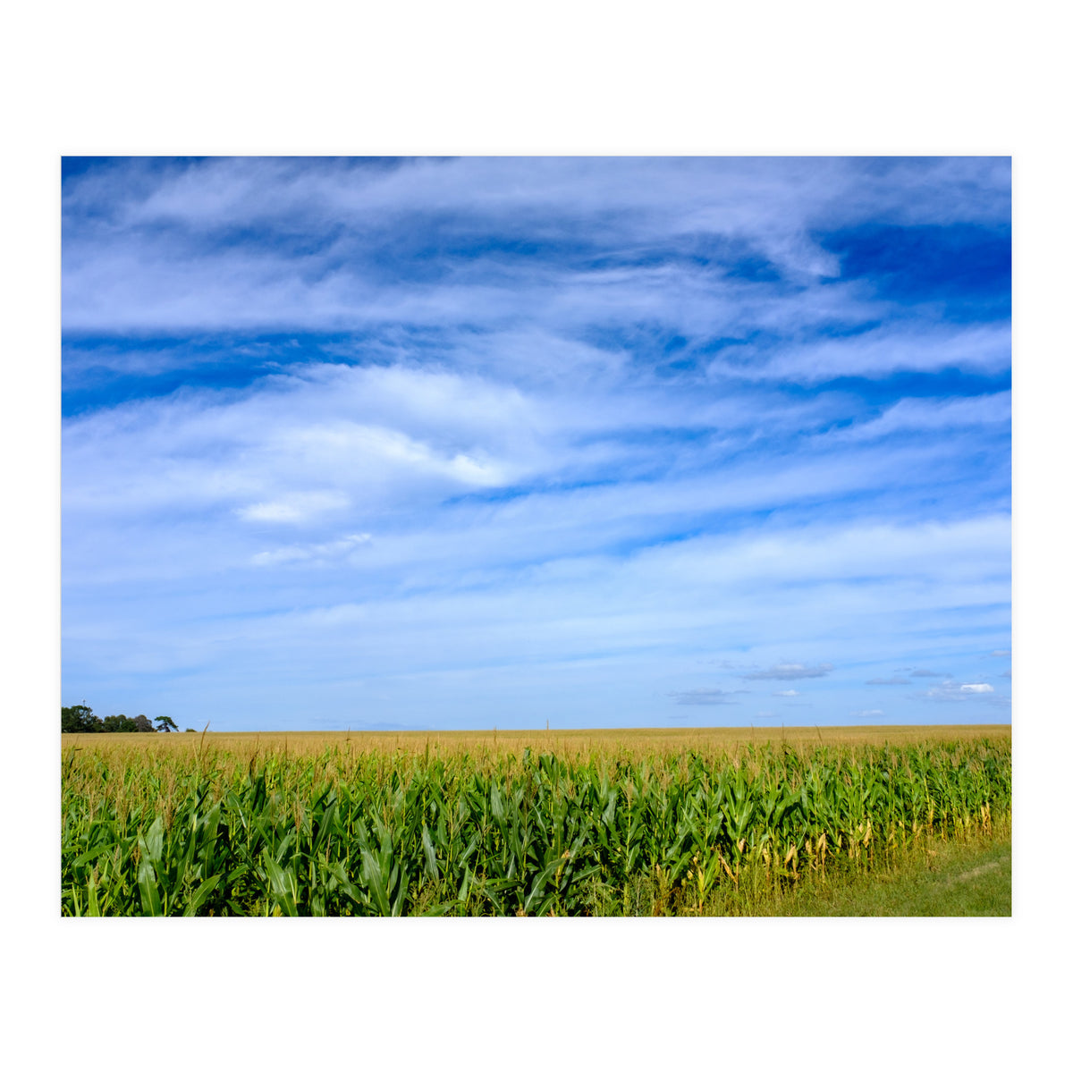 Illinois Cornfield (Print Only)