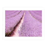 Lilac Love (Print Only) thumbnail