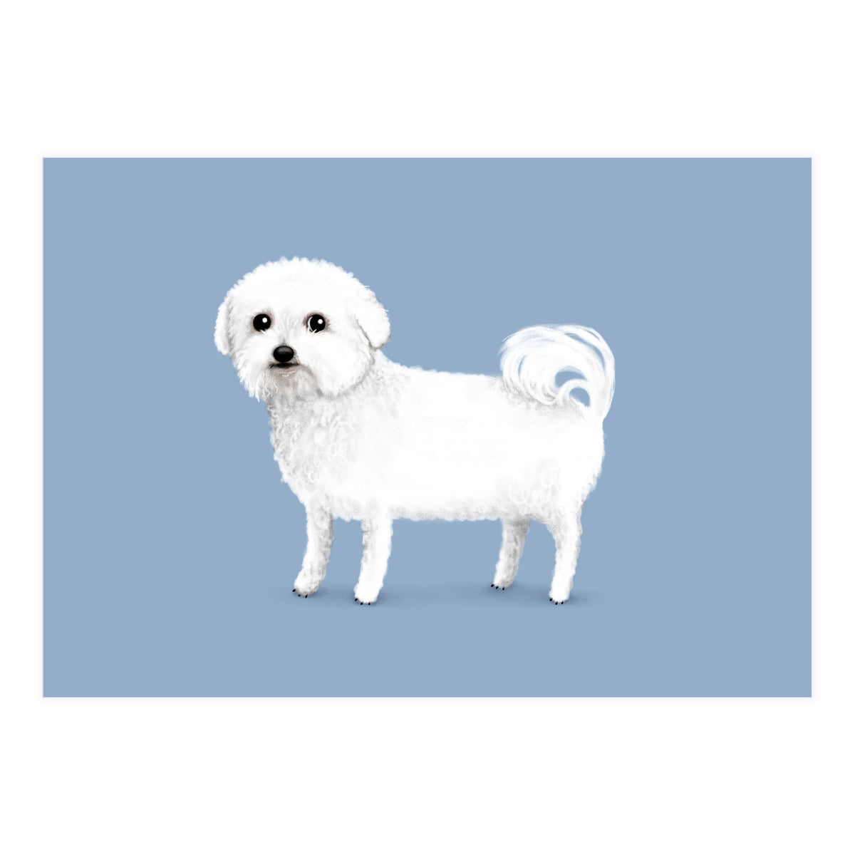 Bichon Frise (Print Only)