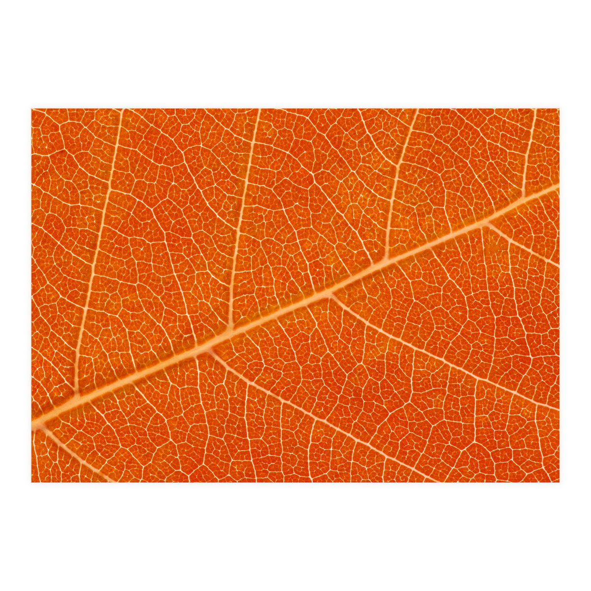 Autumn Leaf (Print Only)