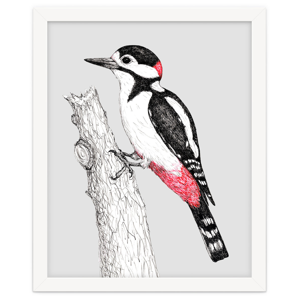 Great spotted woodpecker