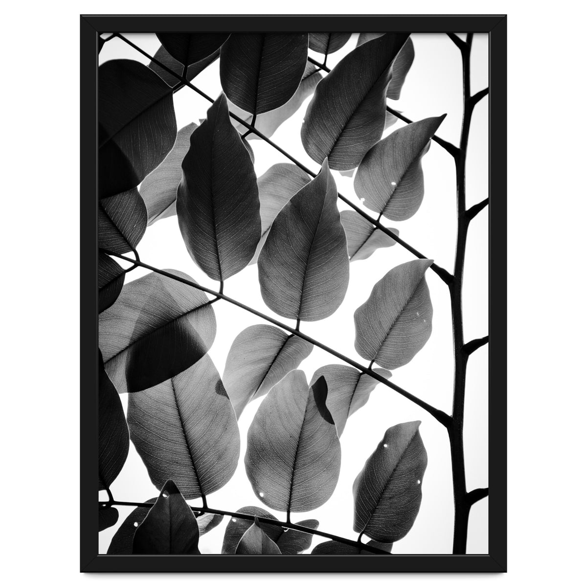 Branches and Leaves II