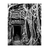 Ta Prohm Temple, Cambodia (Print Only) thumbnail