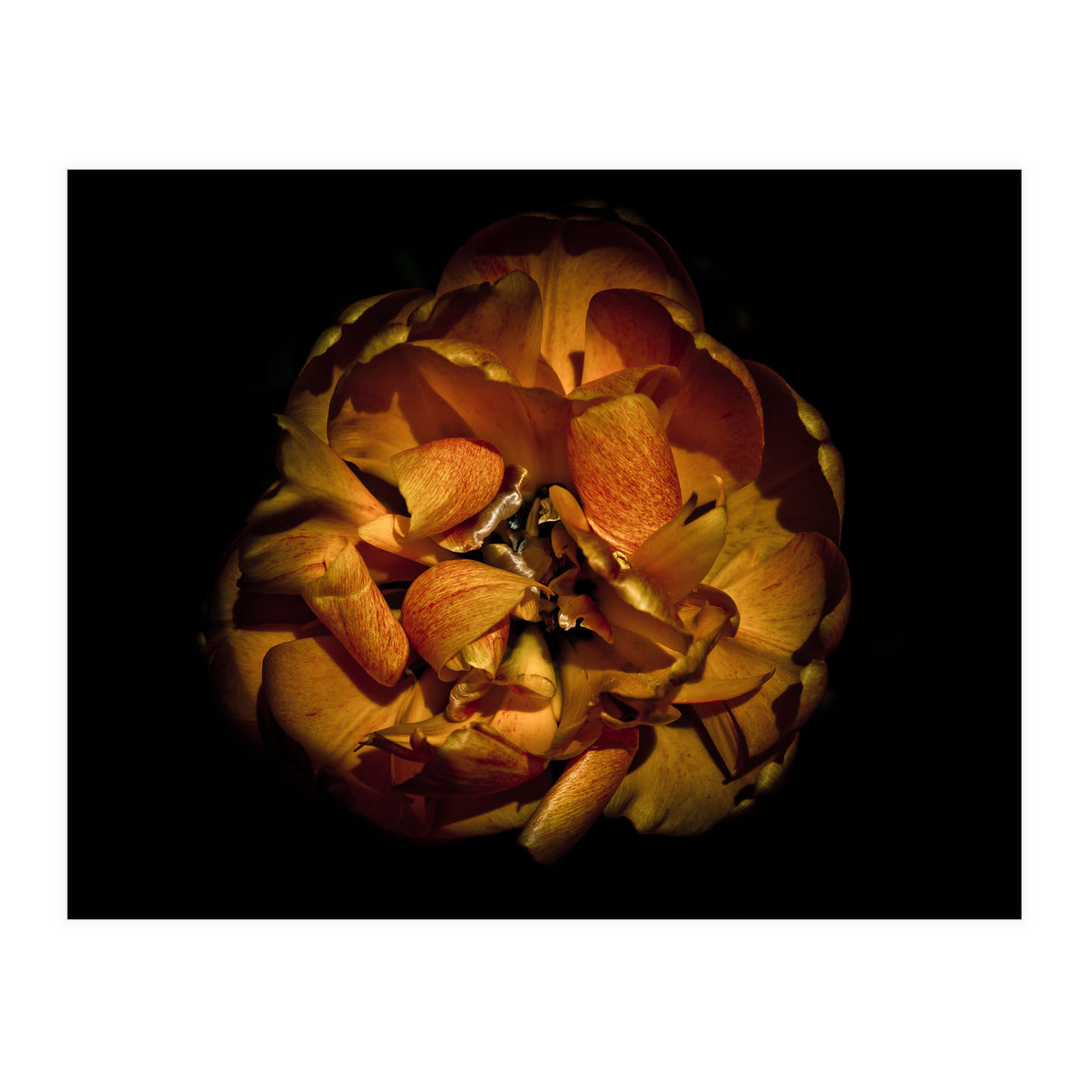 Backyard Flowers No 80 Color Version (Print Only)