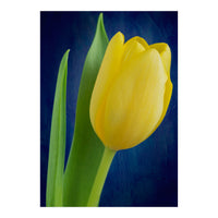 Tulip (Print Only)