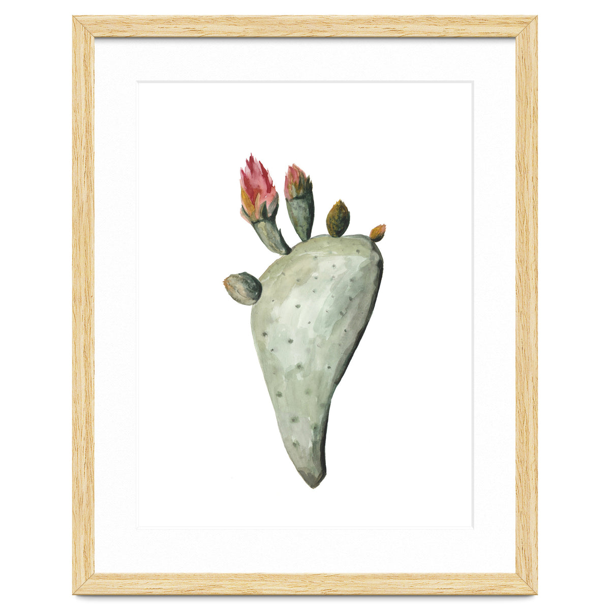 Botanical Illustration Cactus Flowers
