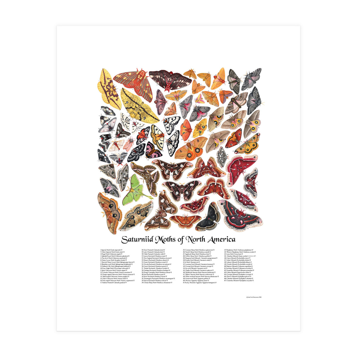 Saturniid Moths of North America (Print Only)