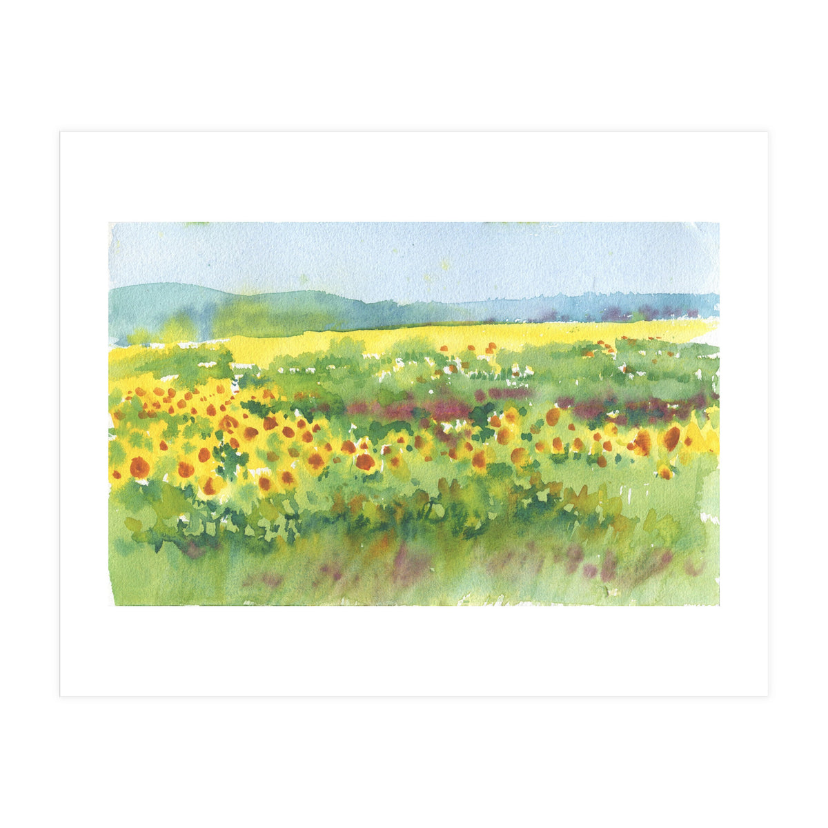 Sunflowers field  (Print Only)