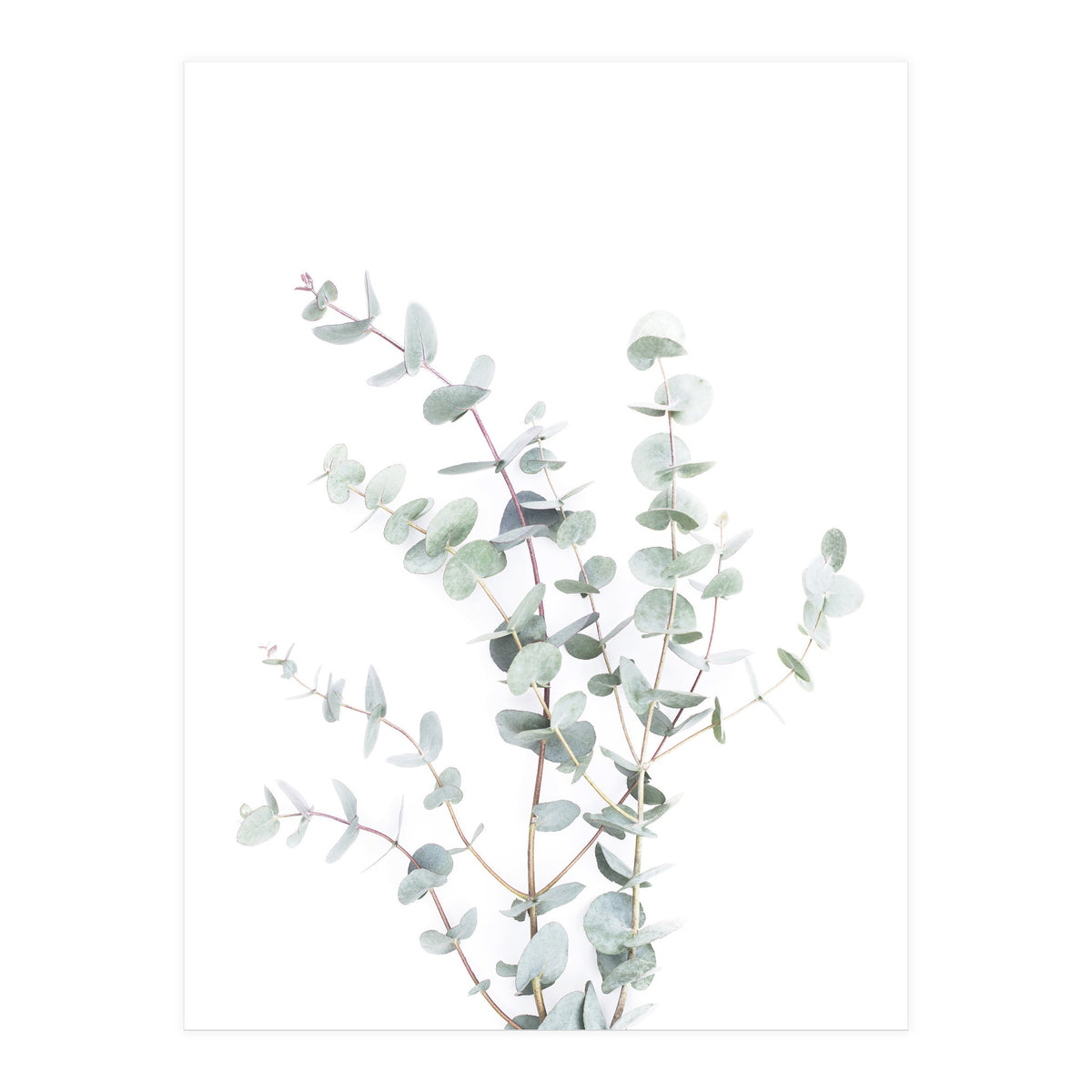 Eucalyptus Branch (Print Only)