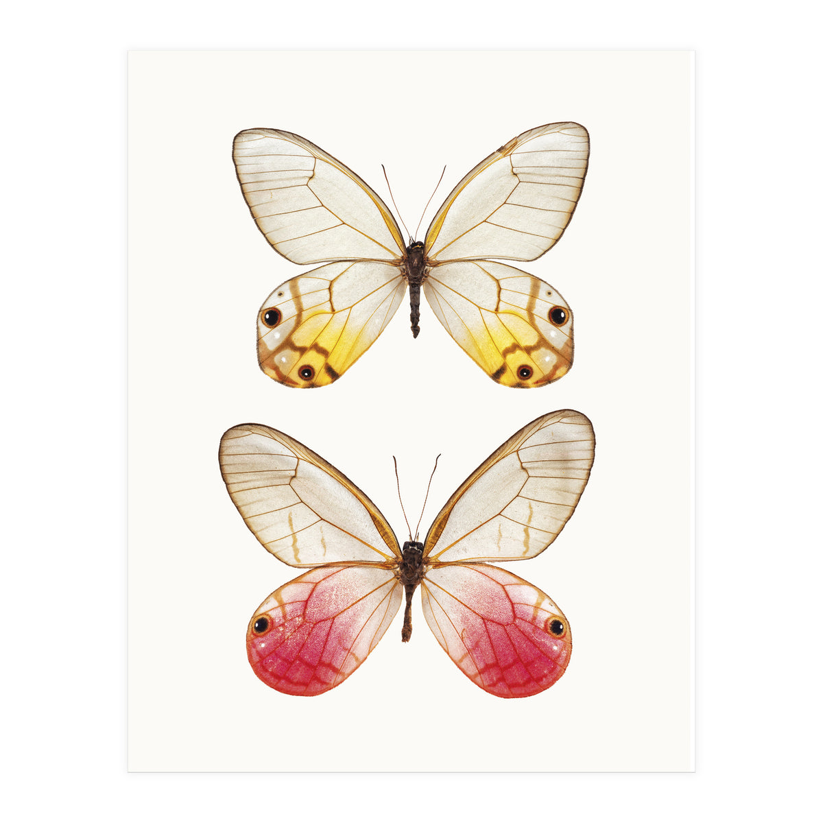 Cc Butterflies 04 (Print Only)