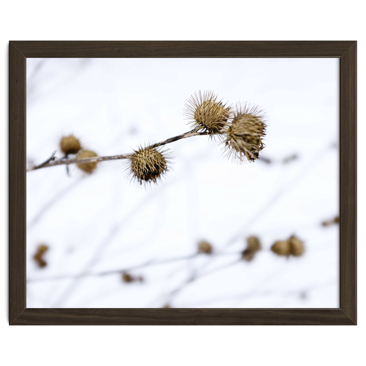 Winter Thistles
