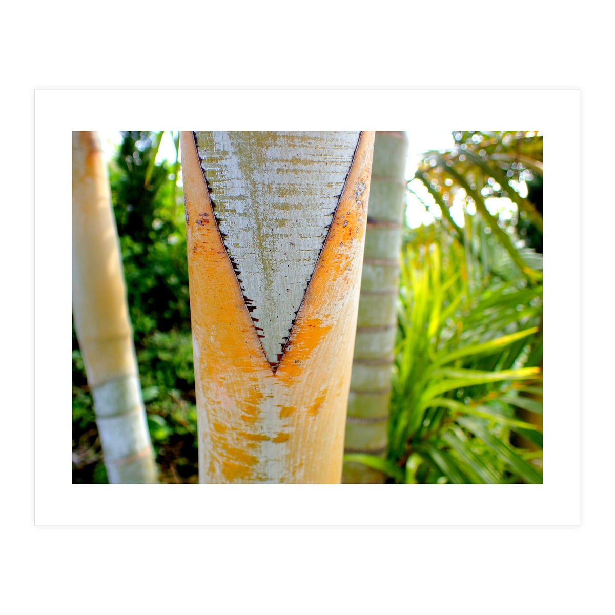 Palm V (Print Only)