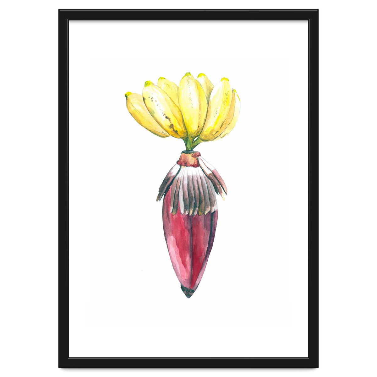 Botanical Illustration Banana